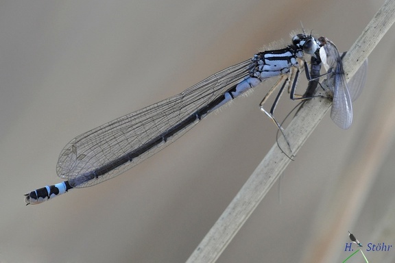 Hauben-Azurjungfer (Coenagrion armatum)